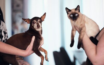 Unleashing Sales Strategies: Dog People vs. Cat People